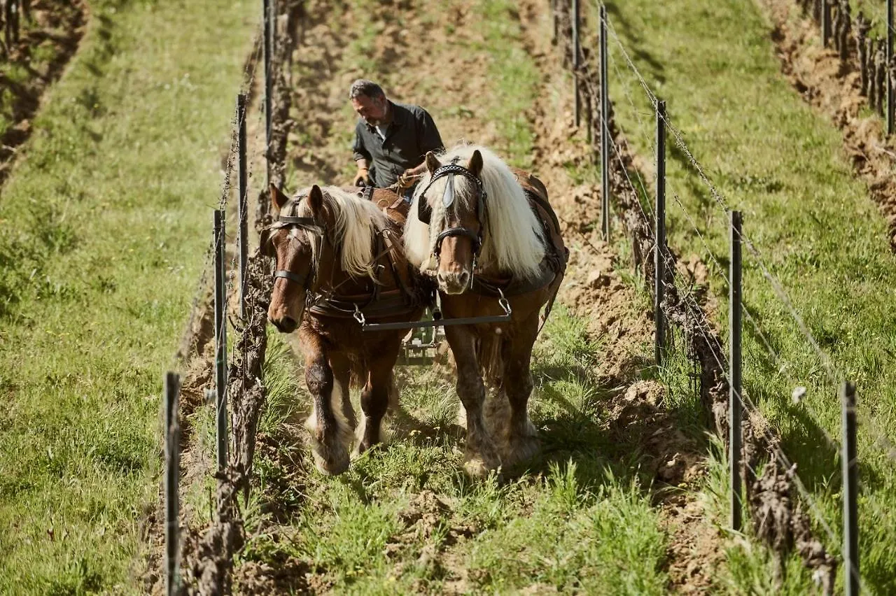 Agriturismo Gli Archi Fauglia Farma
